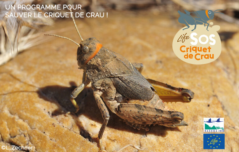 Un programme européen pour sauver le criquet de Crau !