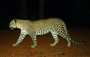 Un programme  de conservation pour les panthères du Sri Lanka !