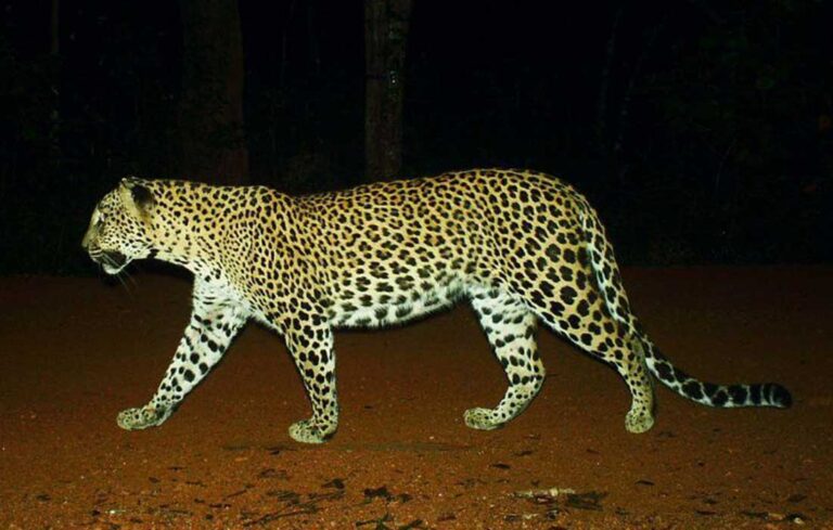 Un programme de conservation pour les panthères du Sri Lanka !