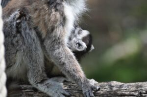 Un bébé maki catta !