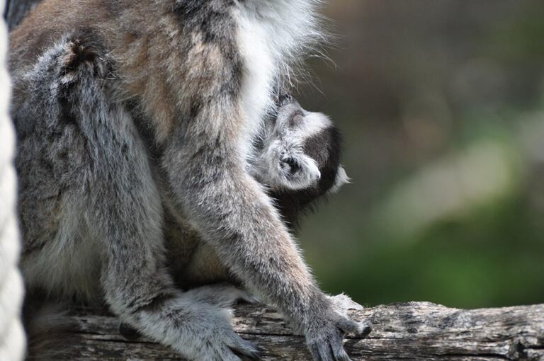 Un bébé maki catta !
