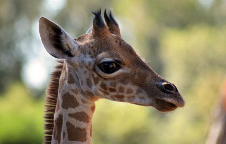 Naissance de girafon !