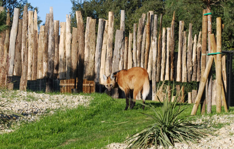 Un nouveau parc pour les loups à crinière !