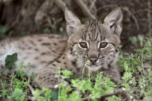 Des bébés lynx !