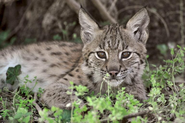 Des bébés lynx !