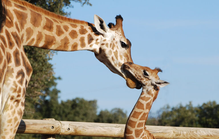Naissance de girafon !