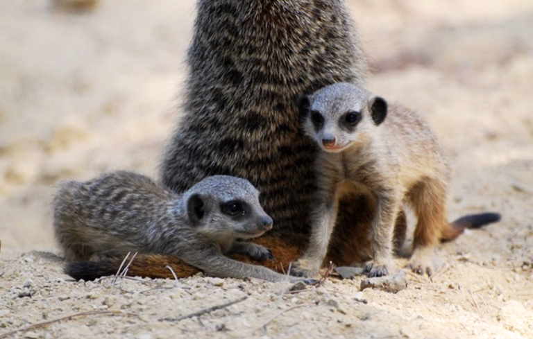 Des petits suricates !