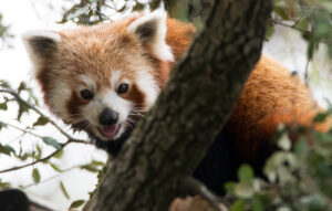 Des pandas roux sont arrivés !