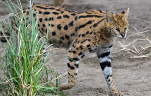 Arrivée des servals !