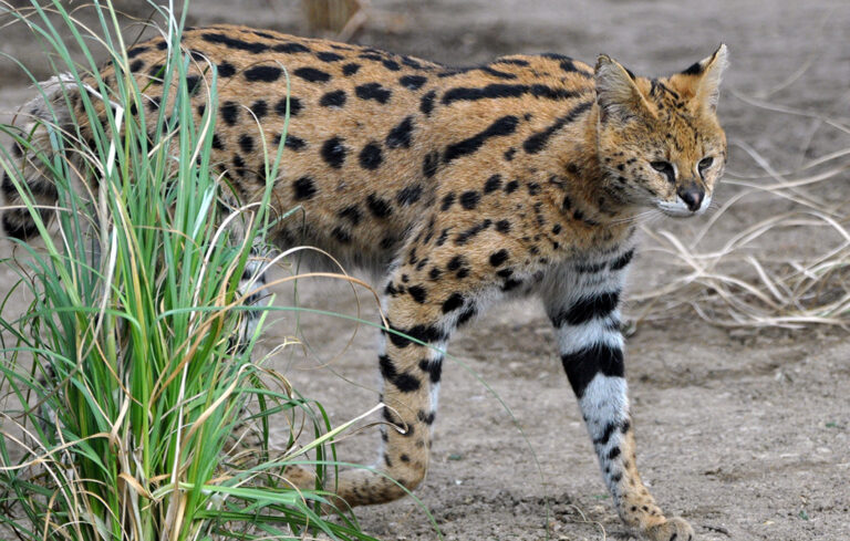 Arrivée des servals !