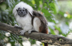 Arrivée de tamarins pinchés !