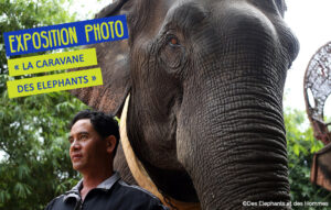 Du 05 au 19 août 2022 : exposition photo « la caravane des éléphants »